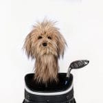Scruffy Dog Golf Headcover
